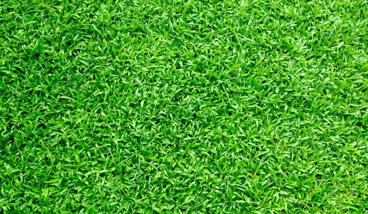 Why synthetic turf is the popular alternative to real grass